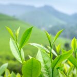 Close-up of vibrant green tea leaves in a sunlit plantation, showcasing freshness and growth