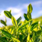 Close-up of fresh green tea leaves basking in bright sunlight