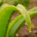 Close-up of an Aloe Vera leaf with a water droplet, capturing nature's beauty in Tanzania