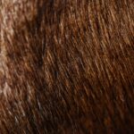 Detailed close-up of shiny brown animal fur showcasing texture and color patterns