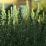 Detailed close-up of lush green rosemary plants in a sunny garden, showcasing their vibrant foliage